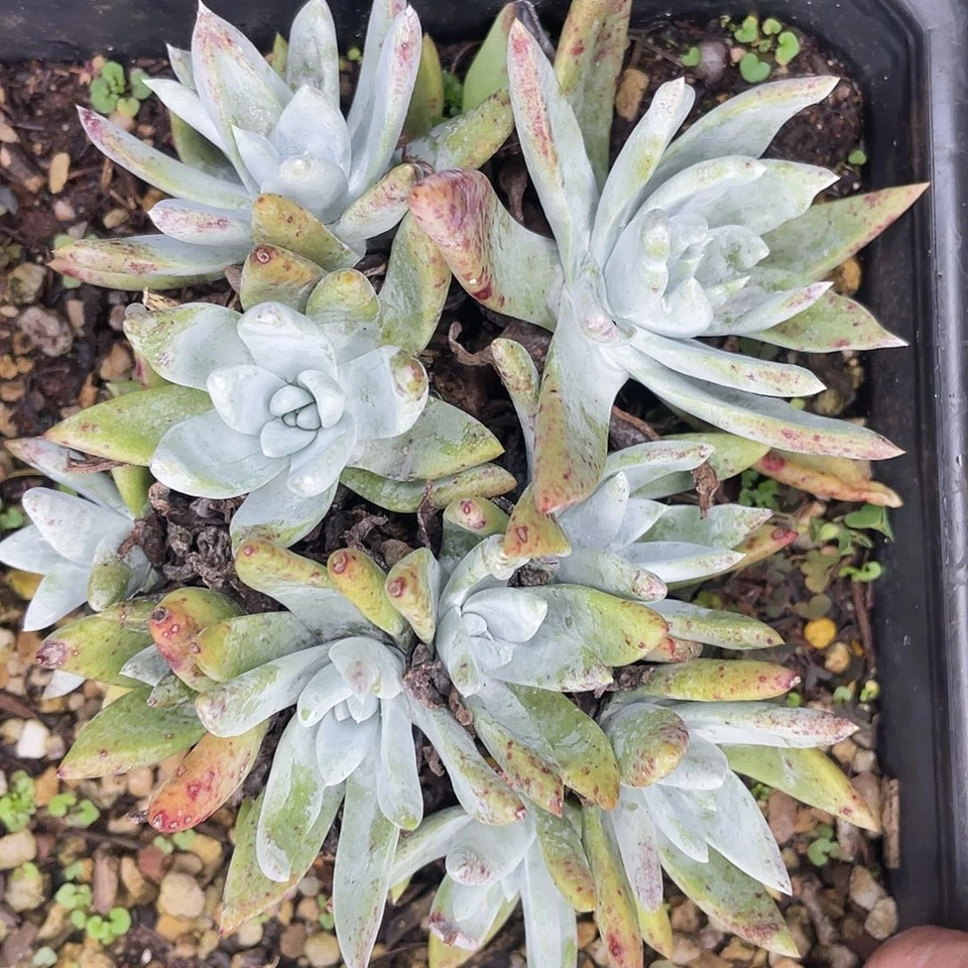 白菊苹果叶老桩1162