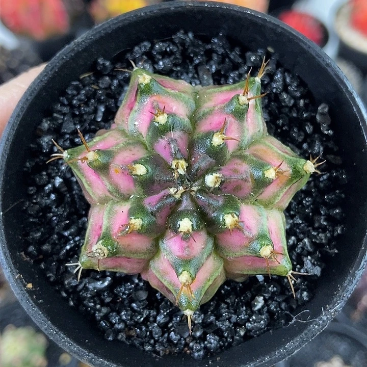 粉肋骨海神出腹棱中