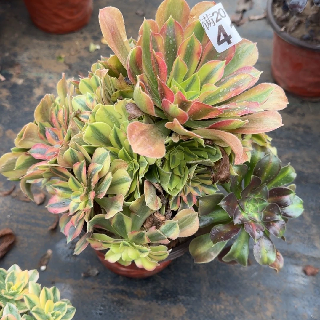 洛神413满20包邮断枝不包