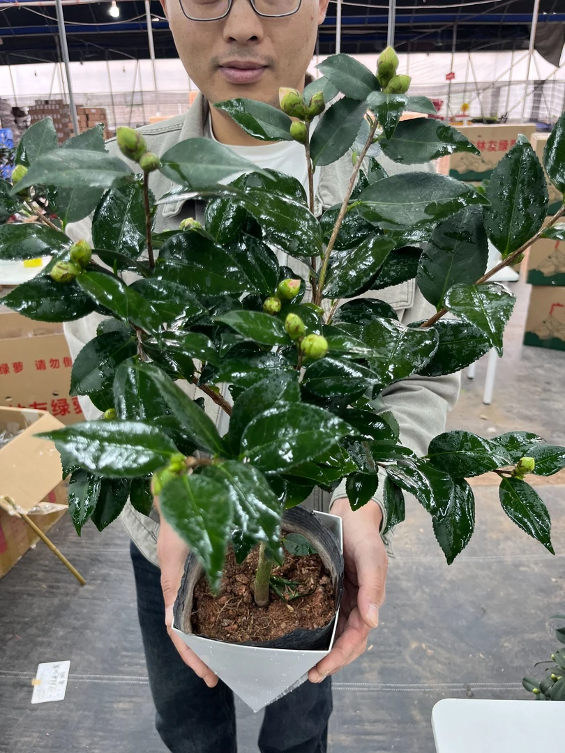 香妃茶花带花苞浓香型盆栽适合室内外种植四季常绿好养易活