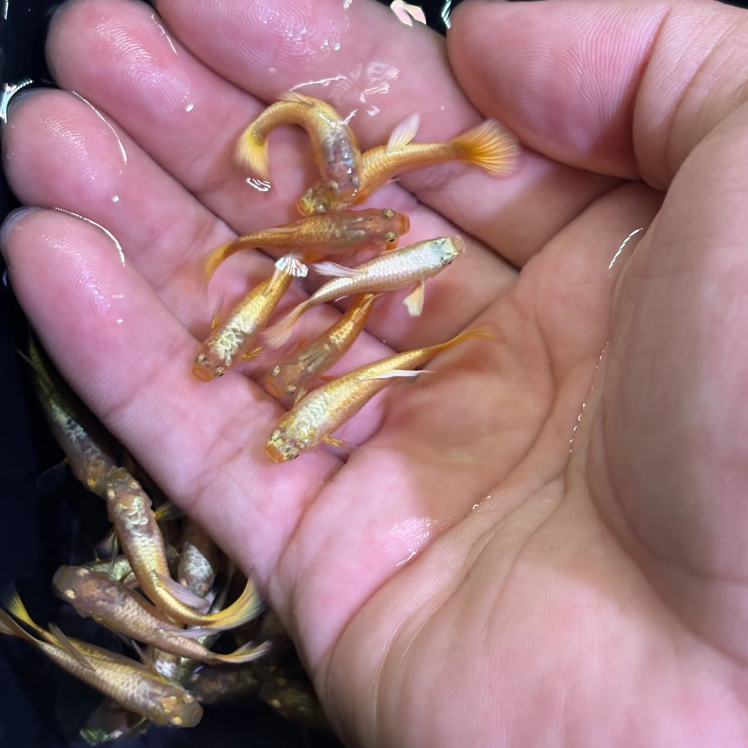 满麟黄金孔雀鱼小型热带观赏鱼皮实好养耐活