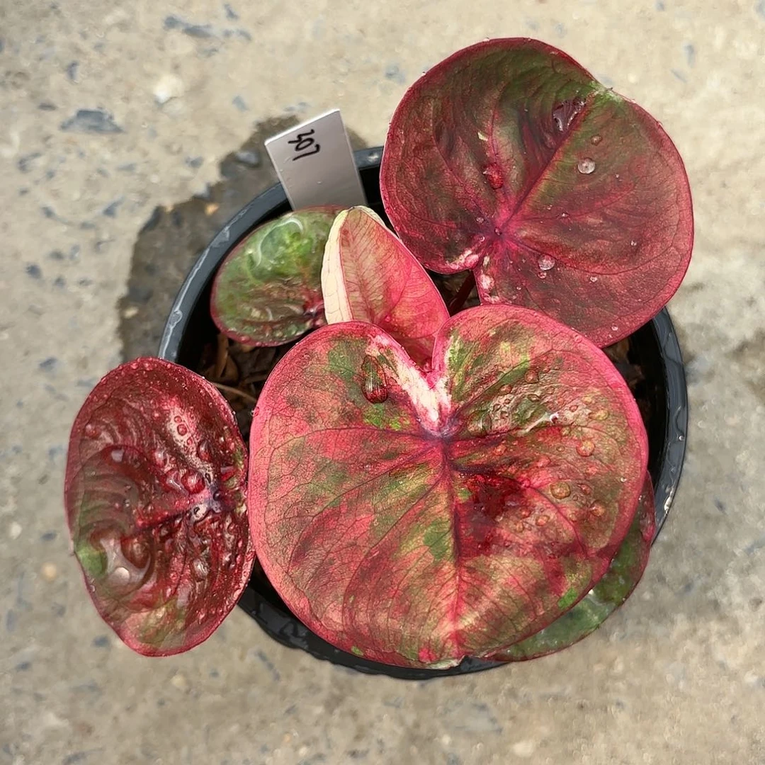 竹****地307-0122哈啦吧啦实生彩叶芋泰国发货