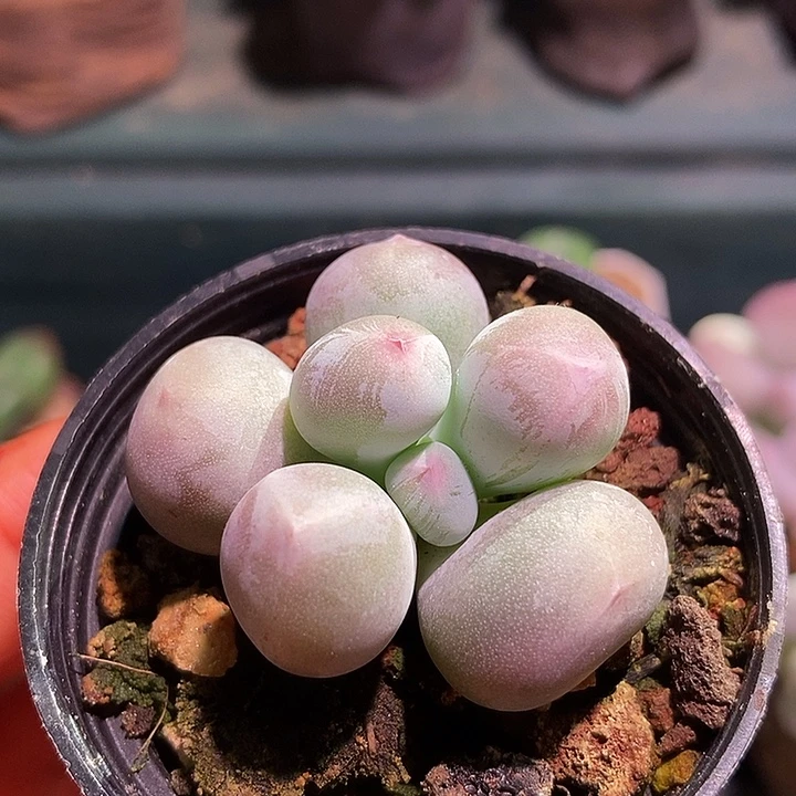 米可奶酪一物一拍