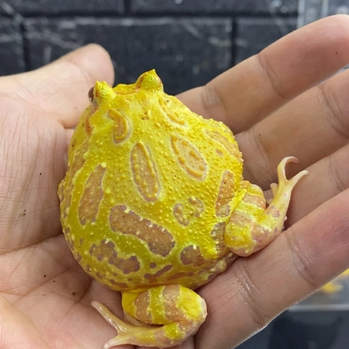 边***陲角蛙630大黄金…………