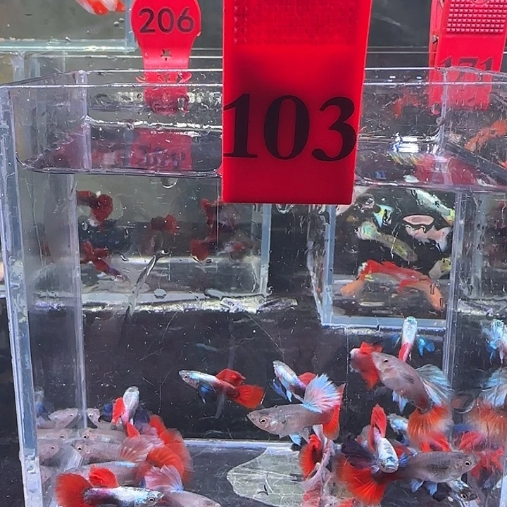 孔雀鱼103号，20条瑕疵象耳