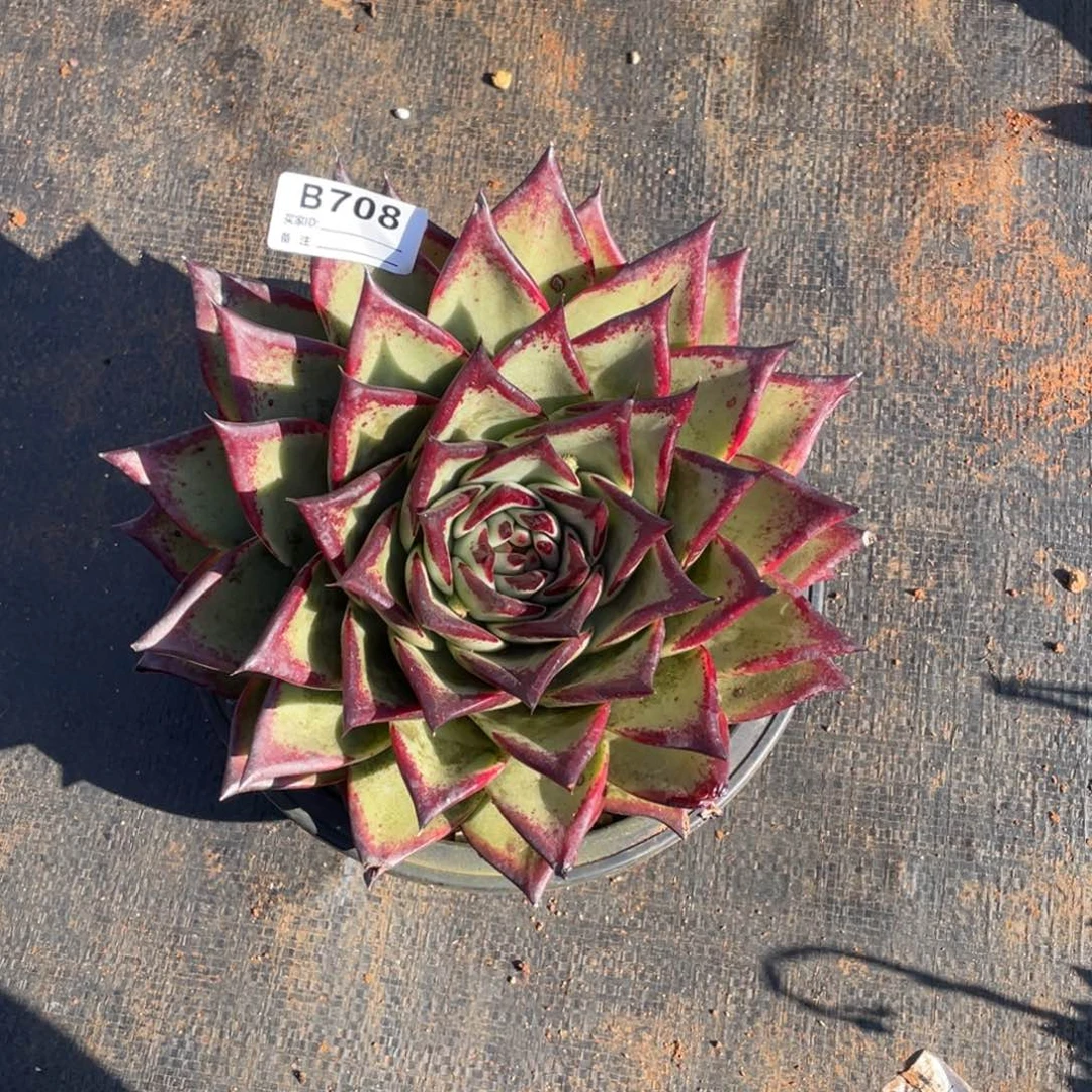 无花朵若如东云组拍B708