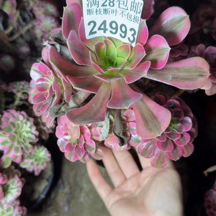 24993南美杜莎多肉植物