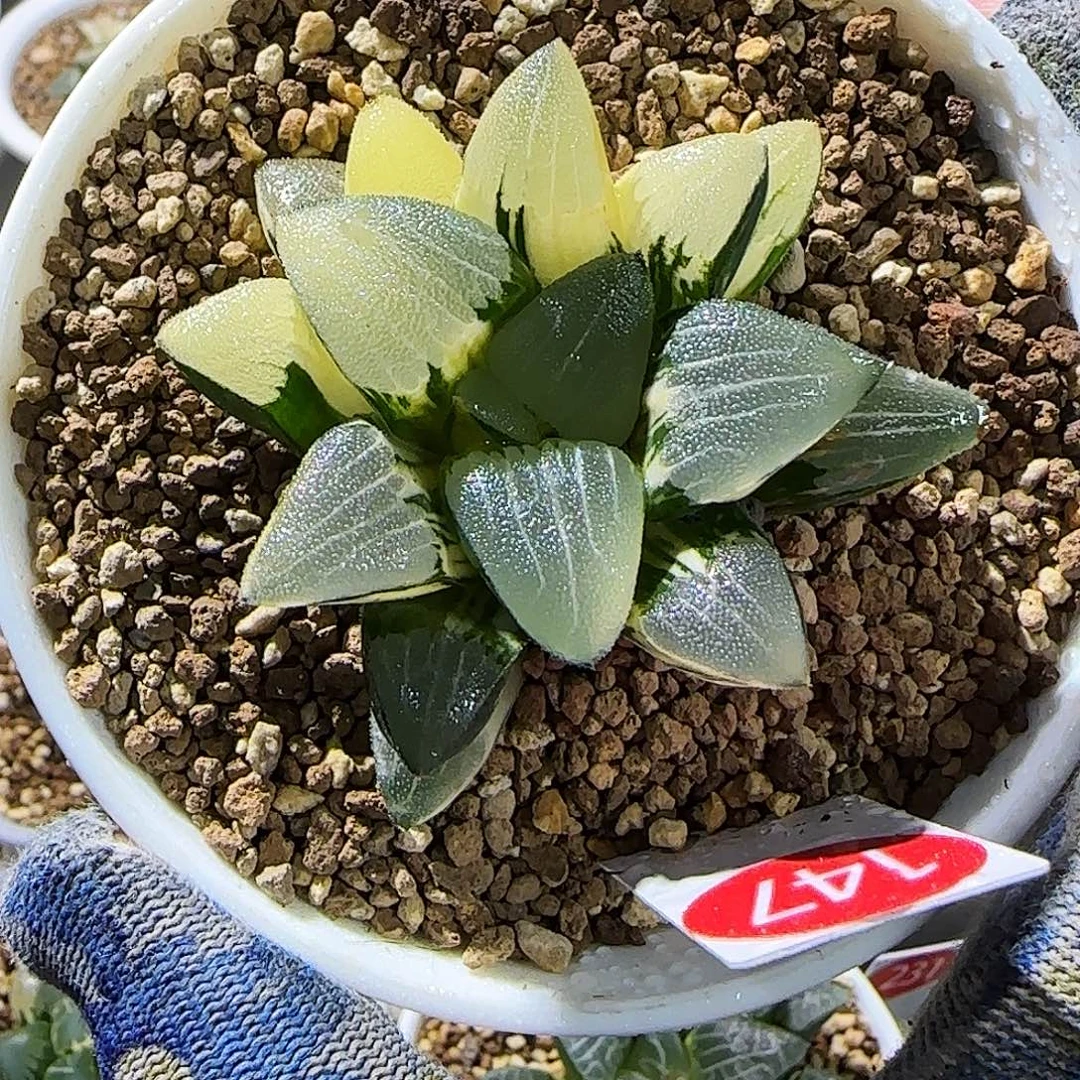 147号非组糯窗克锦 6 繁殖 7厘米左右一物一拍带盆发货