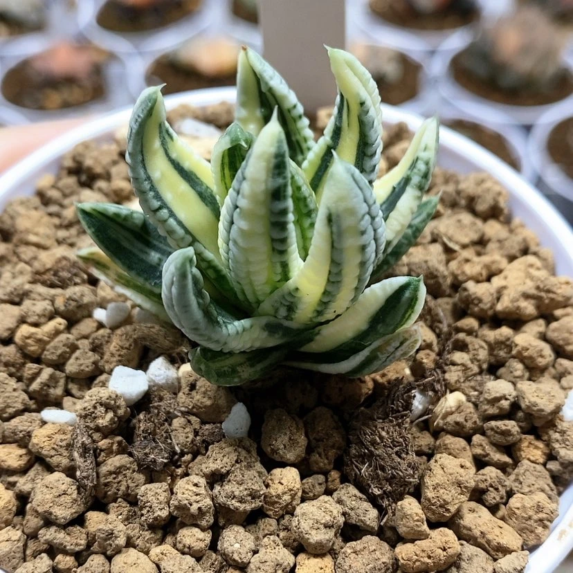 【闪购商品】107皇帝锦