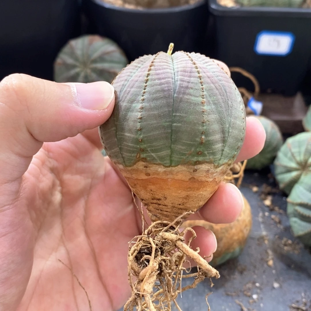 欧系实生布纹球多肉植物