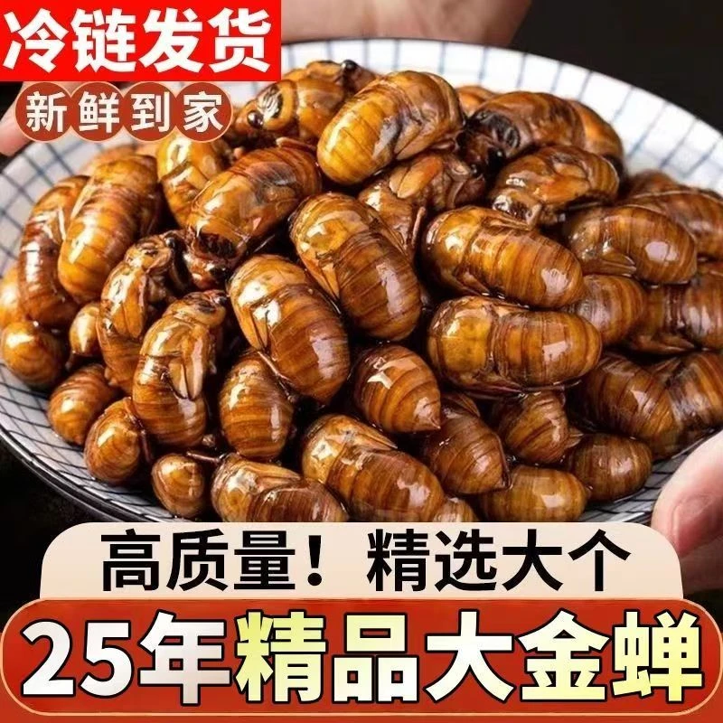 2025新鲜野生大个金蝉现抓鲜发知了猴爬叉蝉蛹