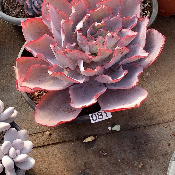 081晚霞 一物一拍多肉