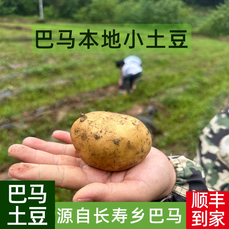 广西巴马土豆迷你小个现挖现发未洗带泥