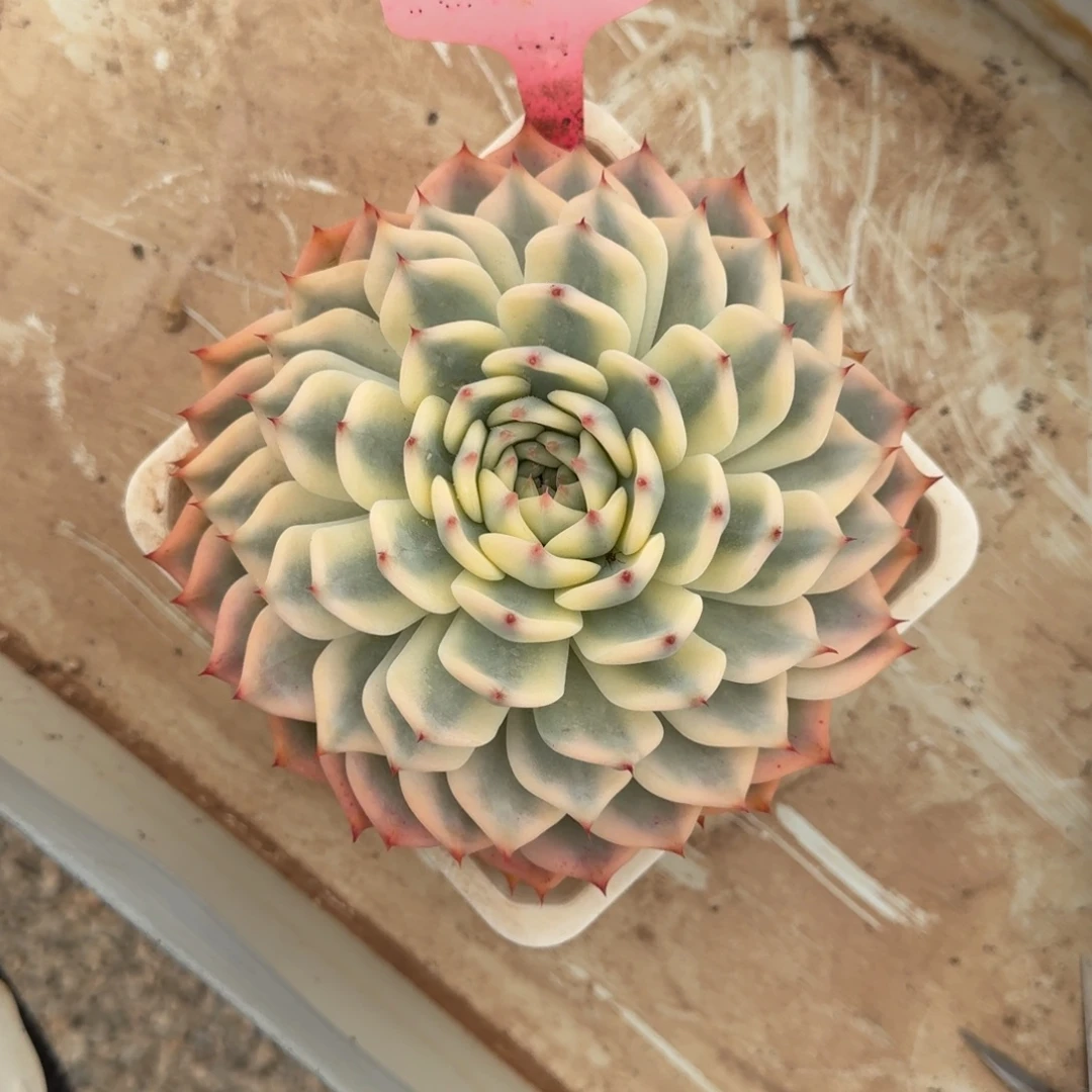 发以前的吉娃娃锦我是我