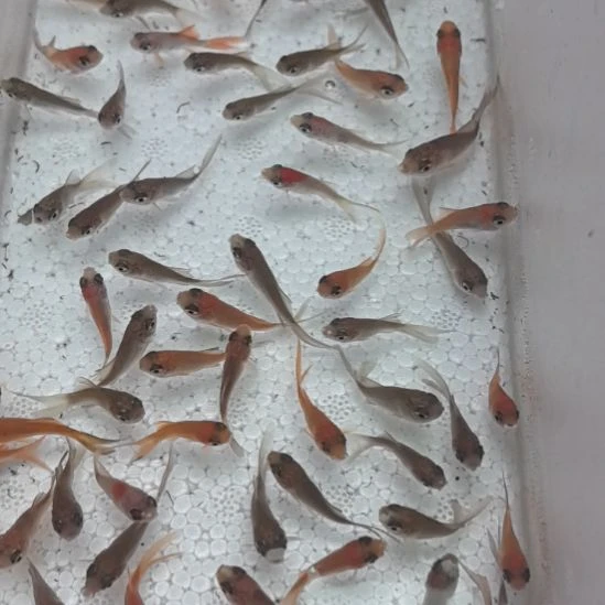 海水鱼100条2-4㎝草金