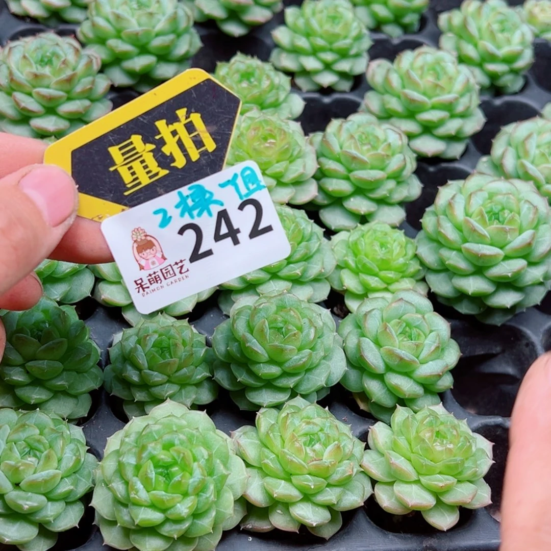 多肉植物多肉植物