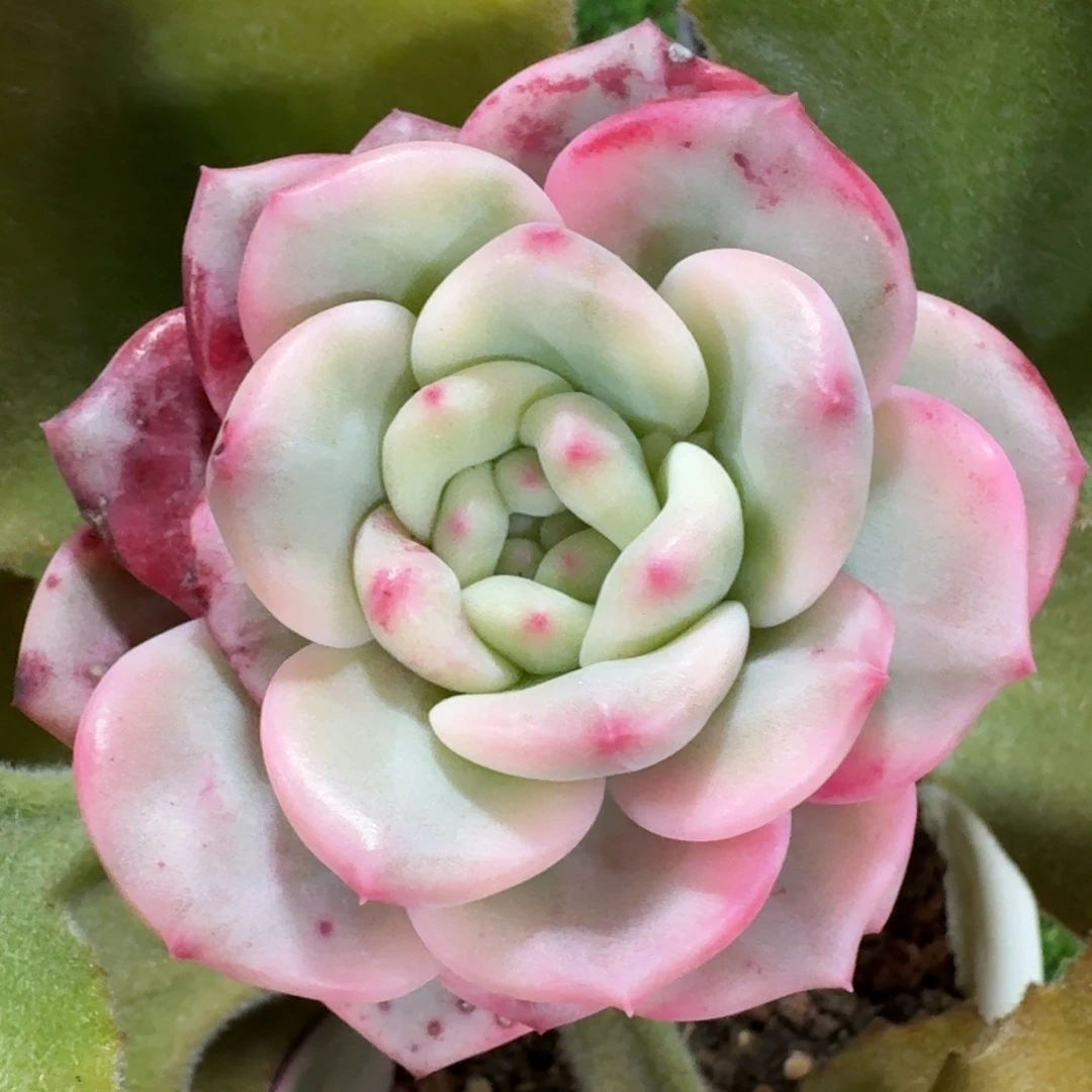 2750爱丽儿锦多肉植物