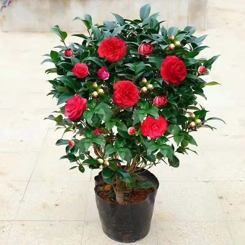 [加高加大80-100厘米高】红色山茶花浓香型带花苞发货室内外耐寒
