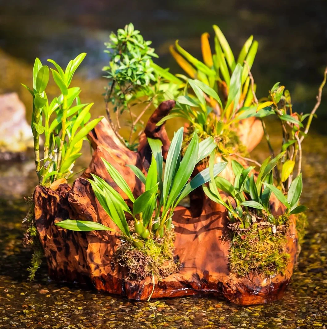 云南腾冲风化木盆景附生植物贝母兰五翅梅景观装饰688-3000