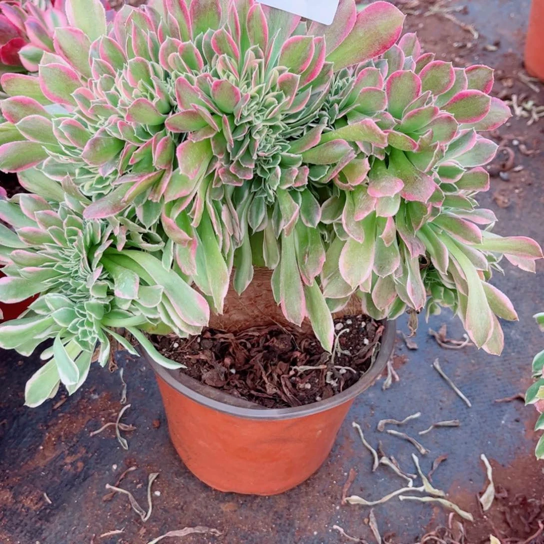 柠**屋多肉植物168白凤