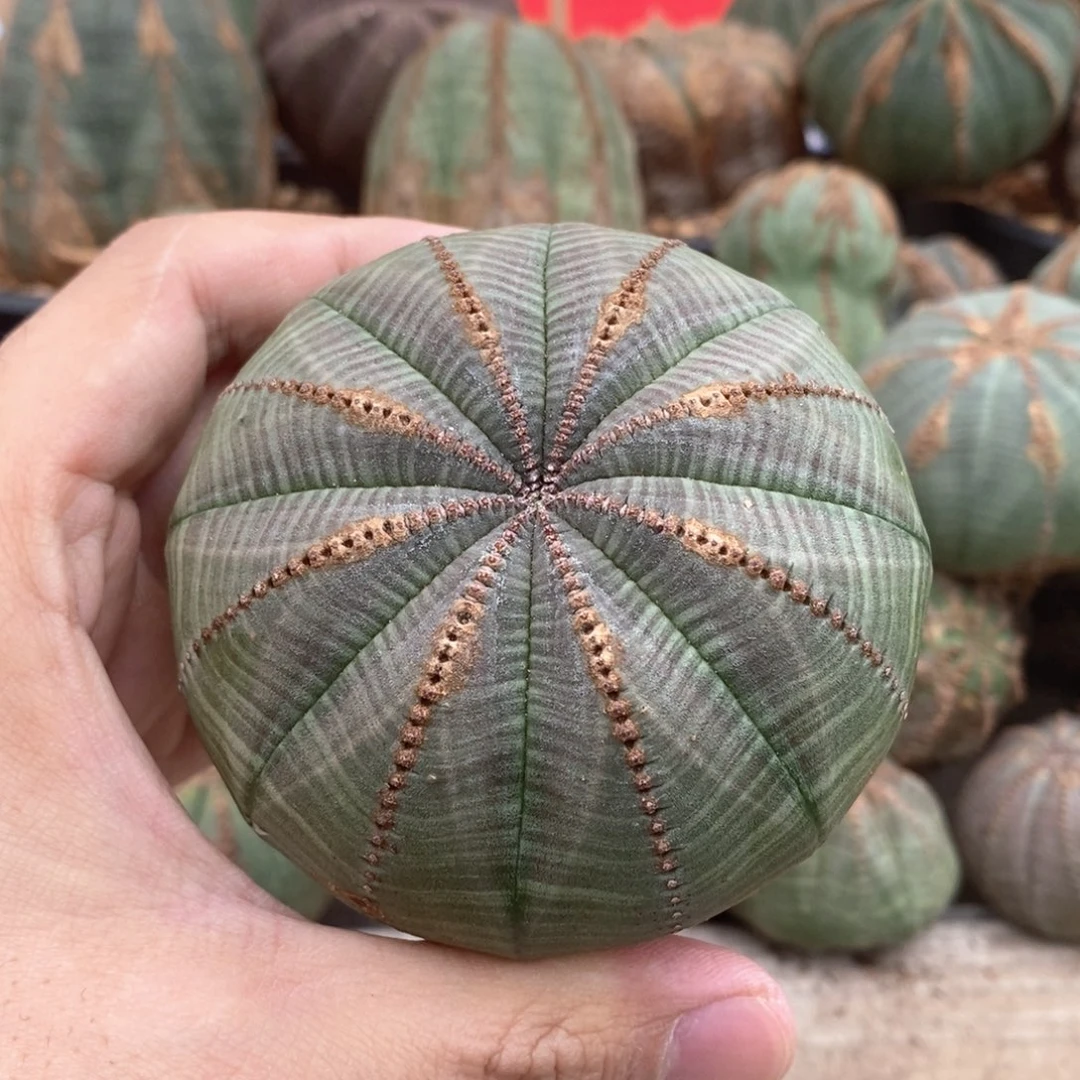9 欧系实生布纹球多肉植物