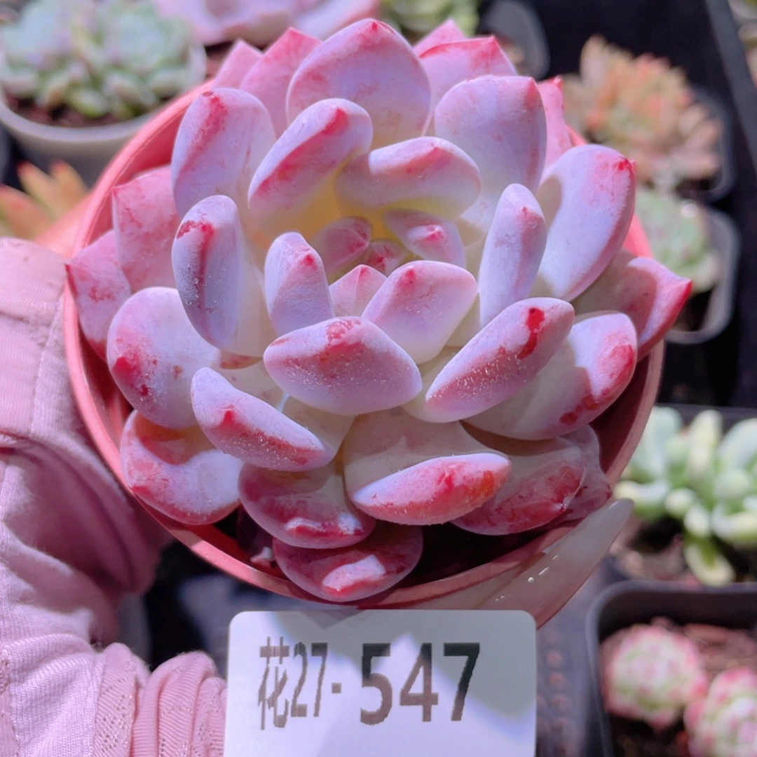 花利美27-547橙梦露