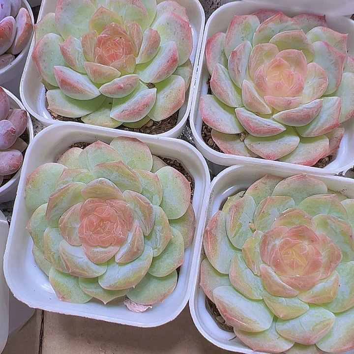梦幻泡影19包邮多肉植物