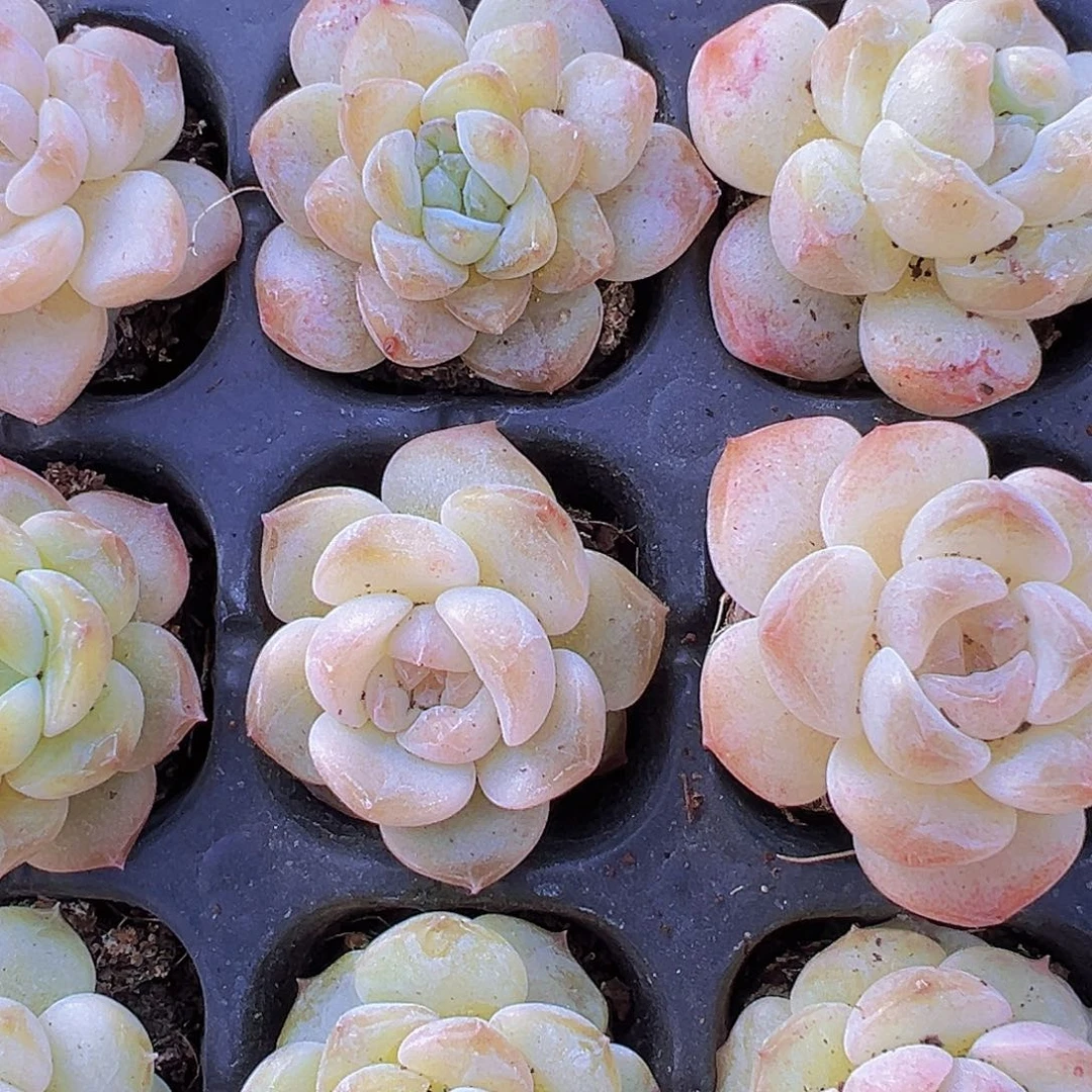 穴盘106糖心6颗19包邮