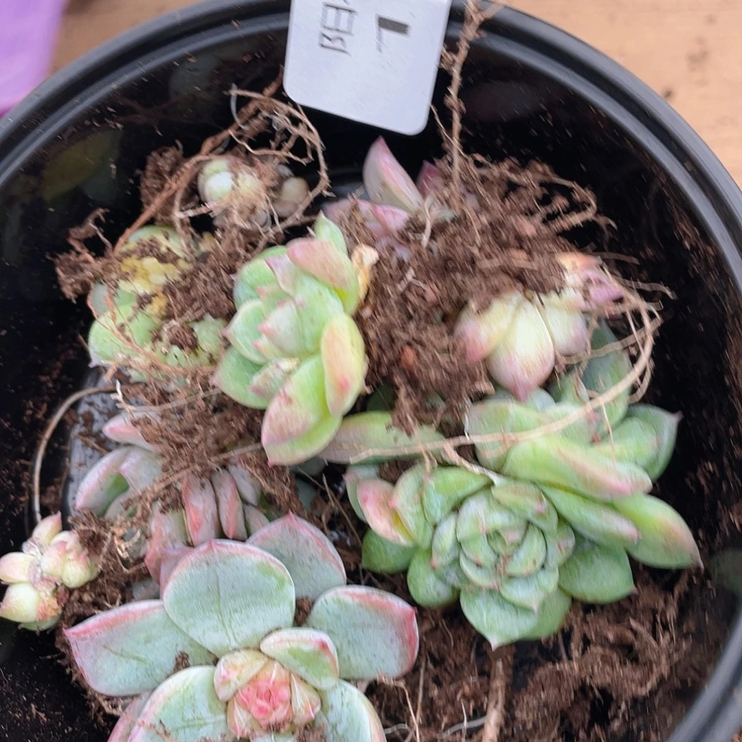 多肉植物多肉植物159