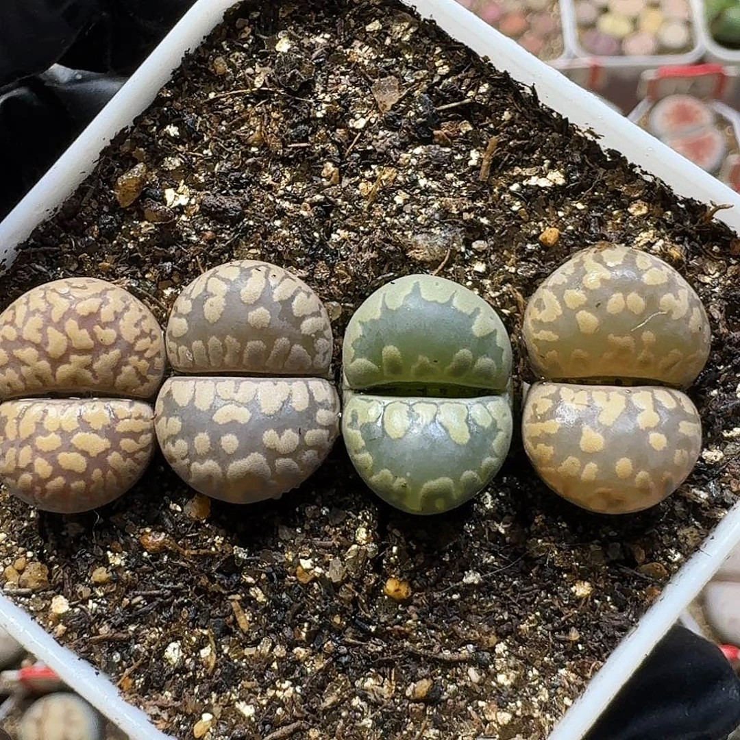生石花111111。  171