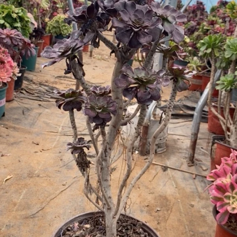 圆叶多肉植物051