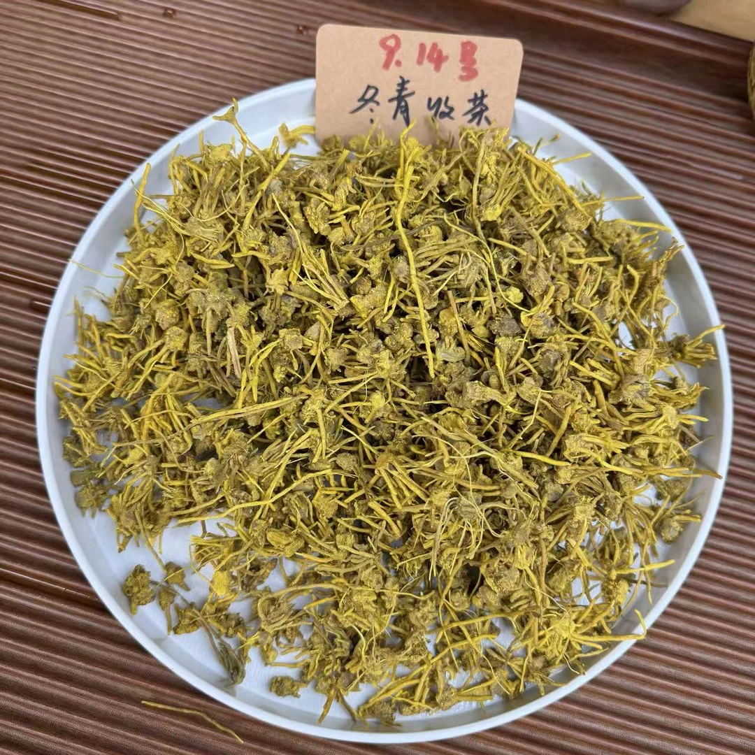 金丝佛手茶 穿山龙 唐古拉山脉核心产区 冬青收茶