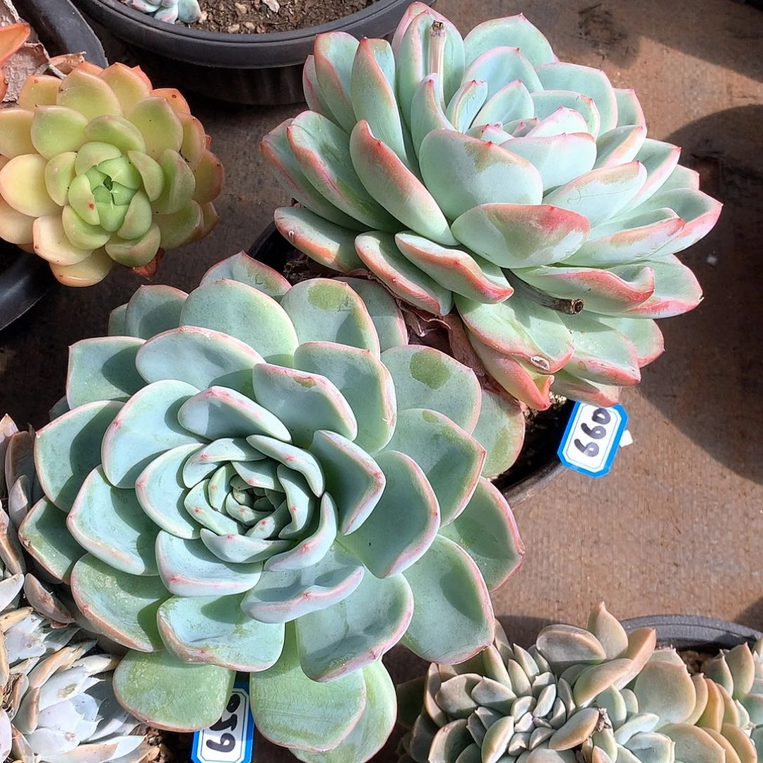 660泡芙 一物一拍多肉