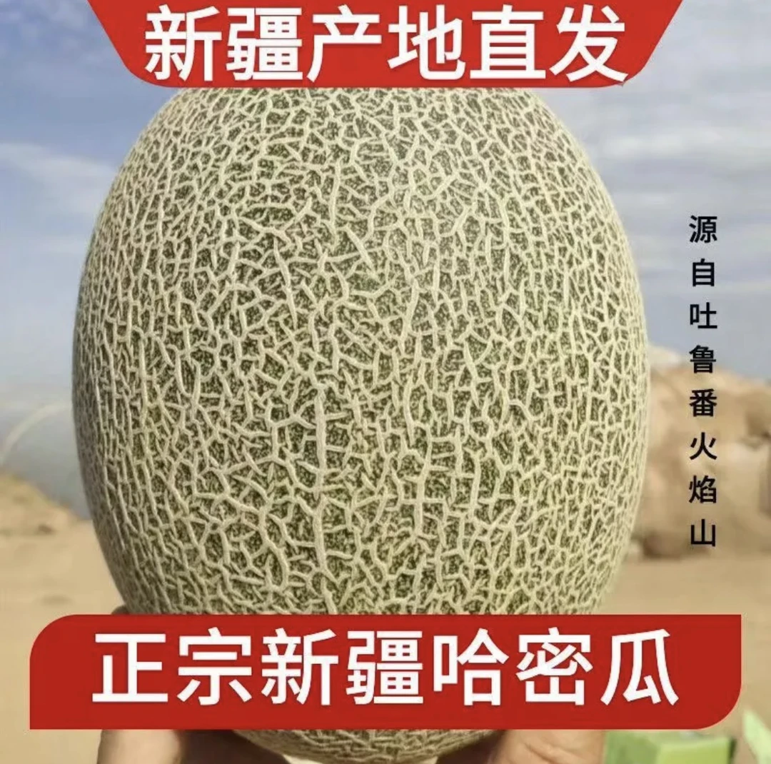 新疆吐鲁番火焰山西州蜜25号网纹瓜当季新鲜脆甜多汁水果