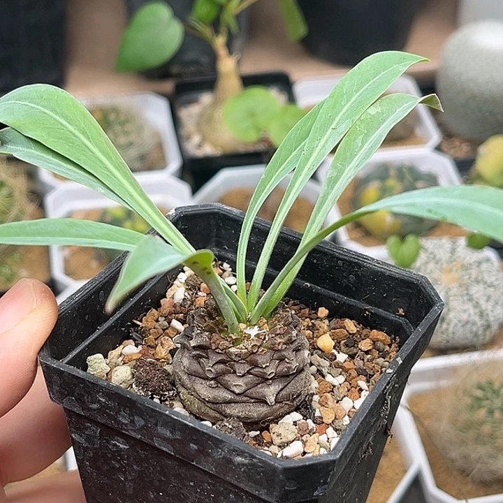 无花朵铁甲丸实生2.8cm