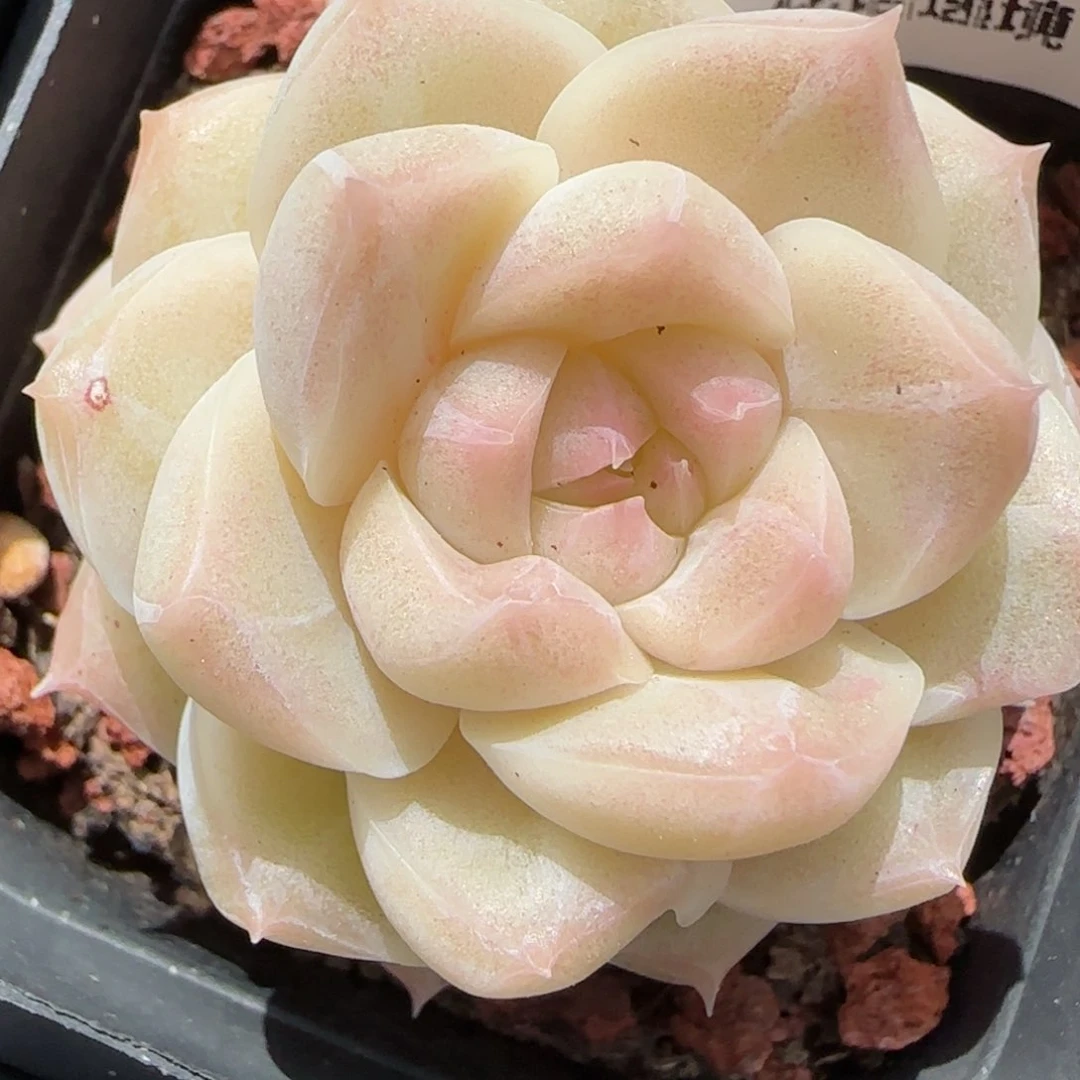 花语逸境0211-291