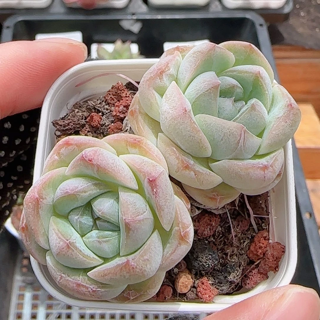 多肉0708-236糖心糖心