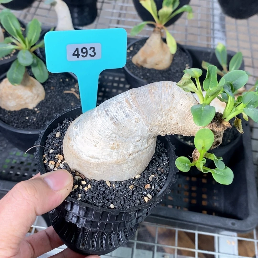 樱花大戟多肉植物