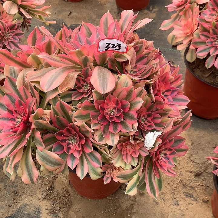 惊落多肉植物多肉32