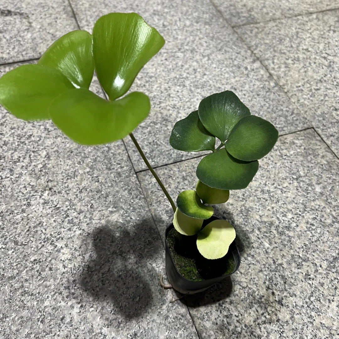 变异墨西哥铁树盆栽 基地直发 室内桌面小盆栽