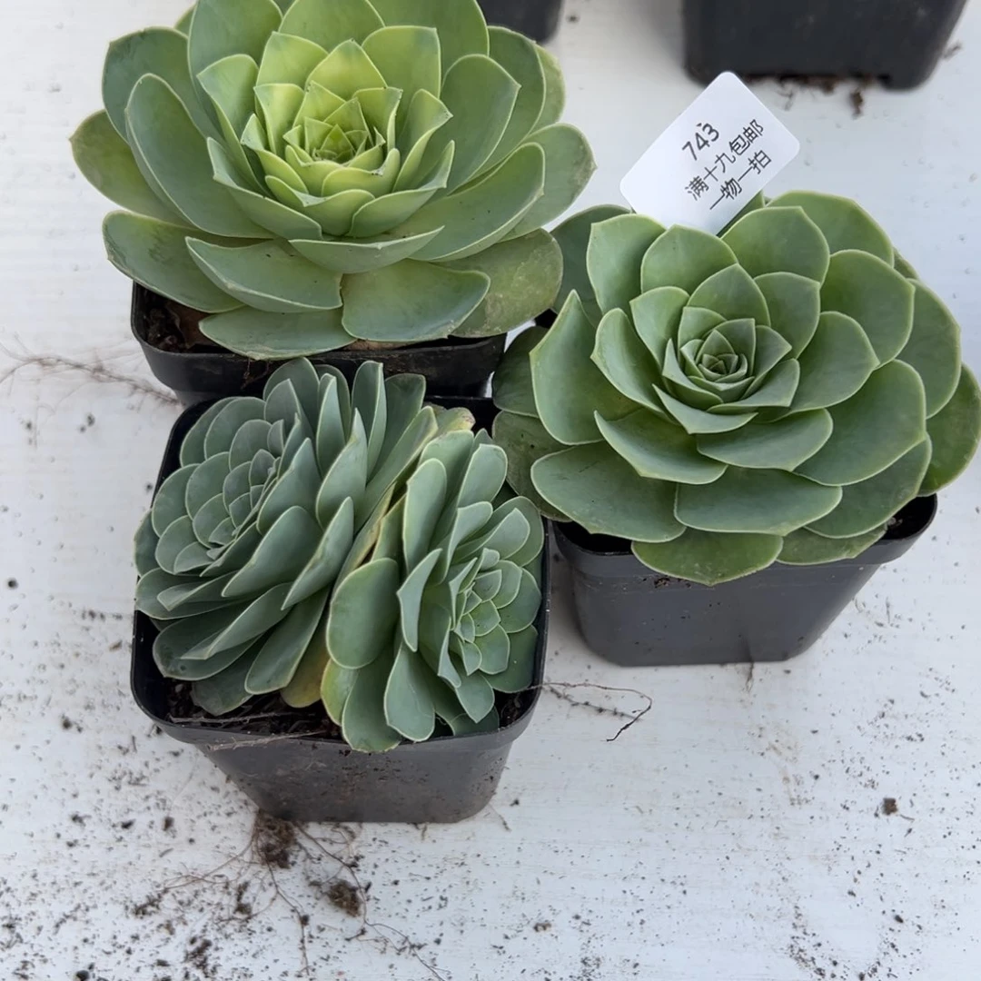 743 山地玫瑰基地带盆土