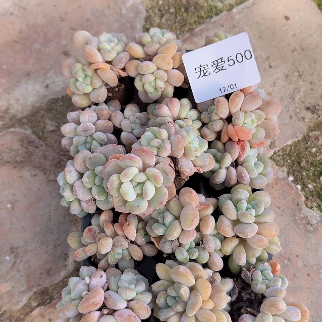 直播福利一物一拍500