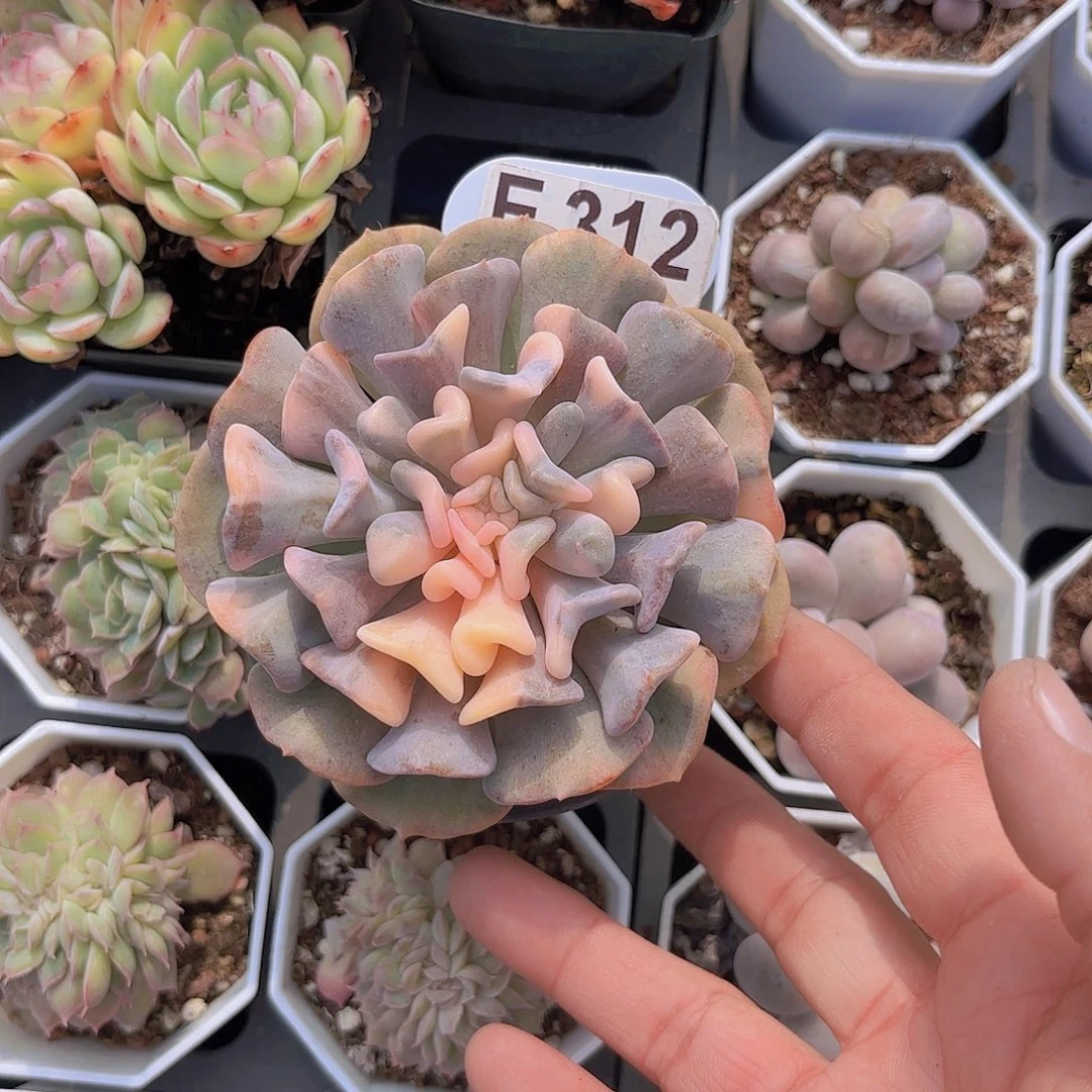 E312雪精灵一物一拍