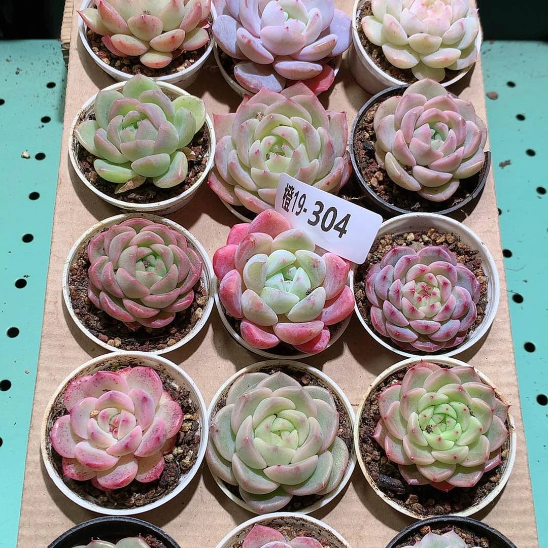 19-304一物一拍带盆18颗