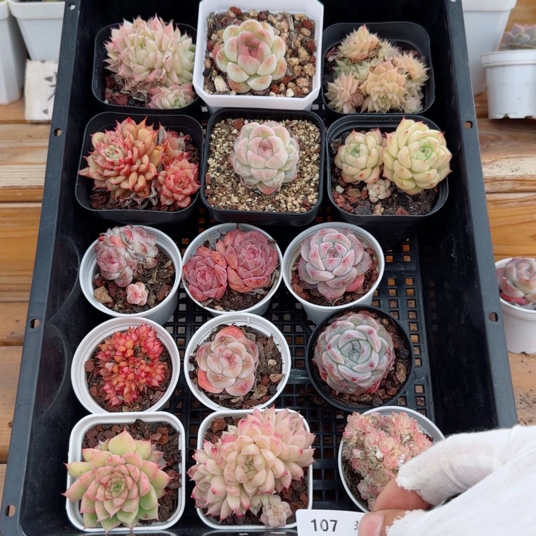 框拍框拍0303-107