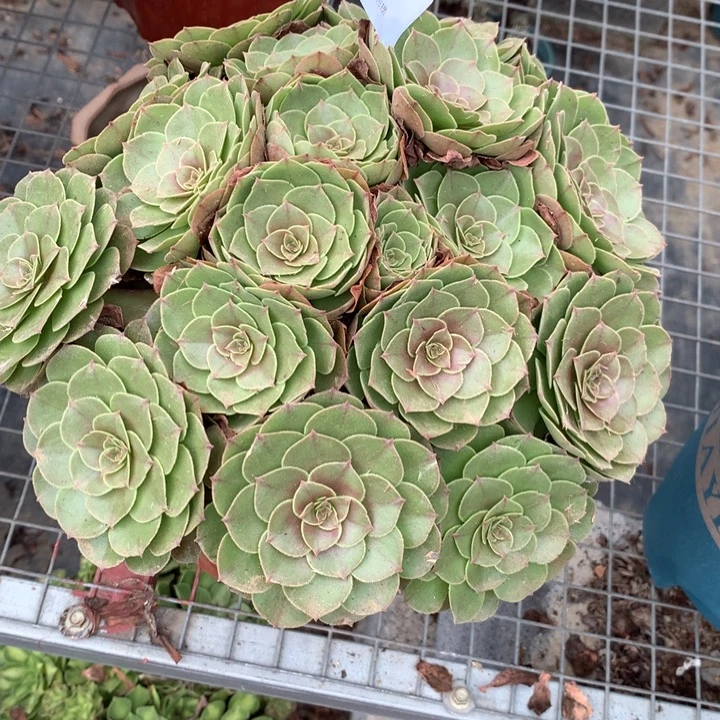 606万圣节多肉植物特价