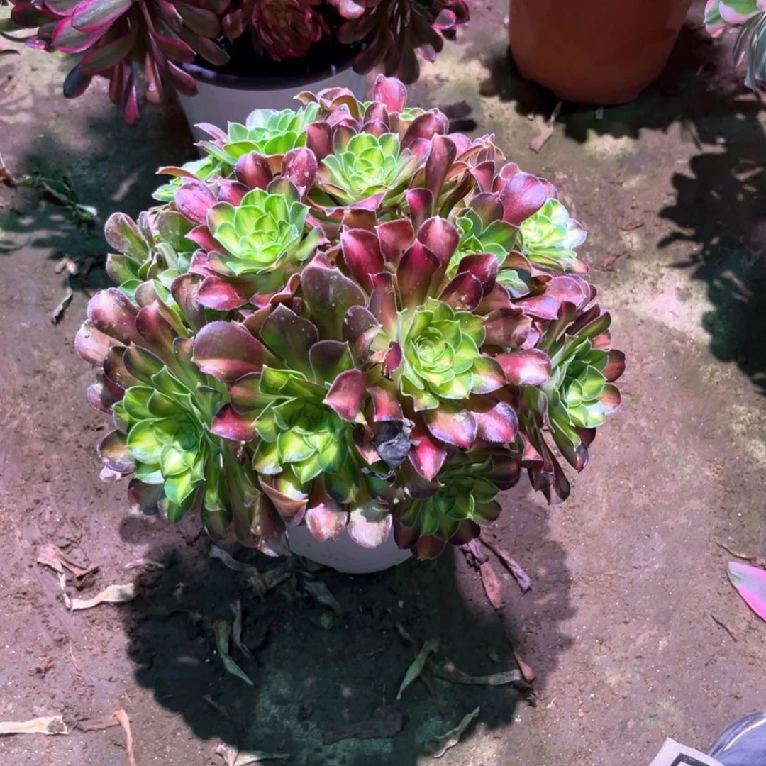 多肉植物韶华990