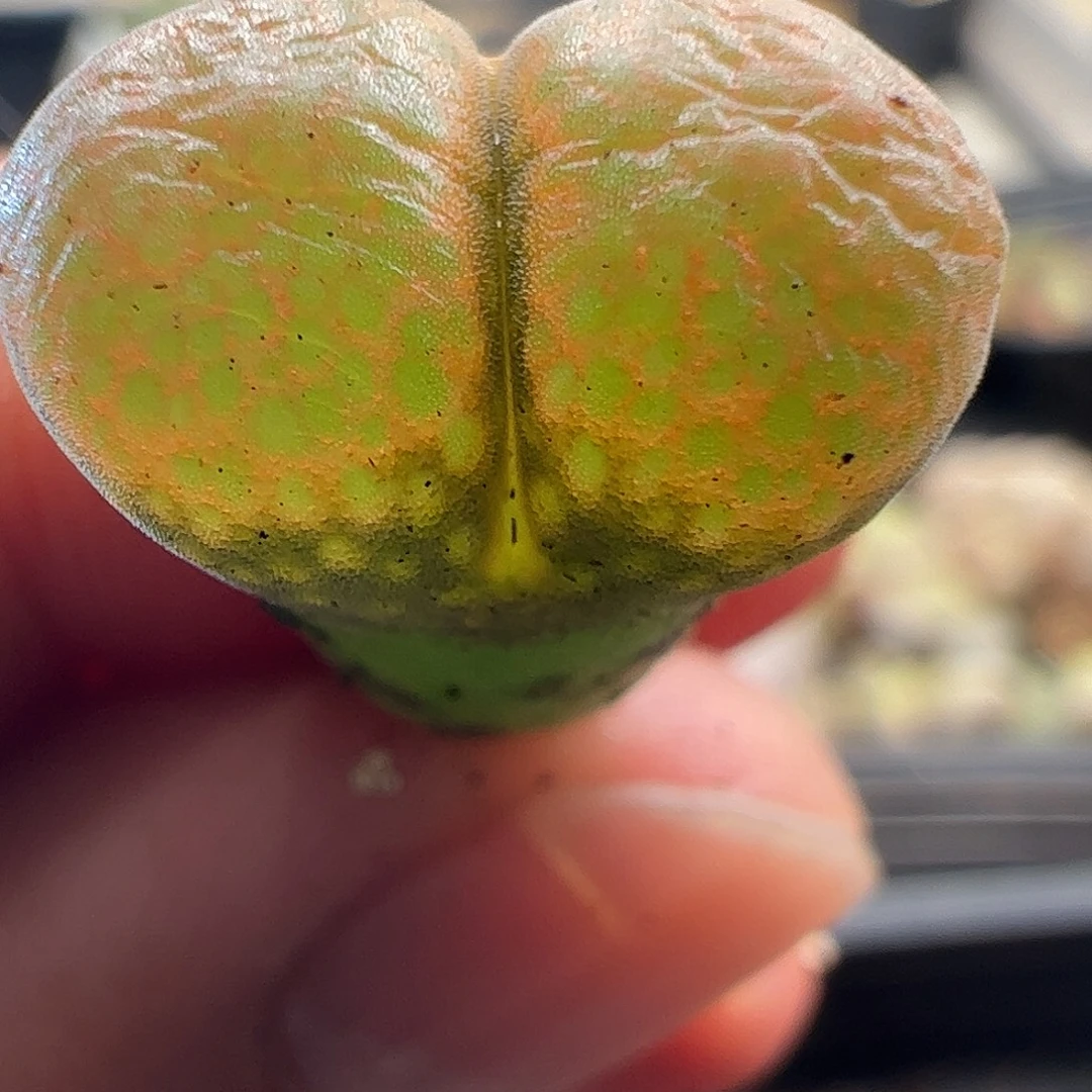 一物一拍AP种源PNSP大型风铃421