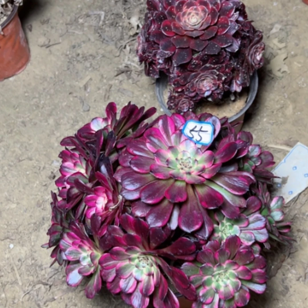 【闪购商品】多肉植物两个55