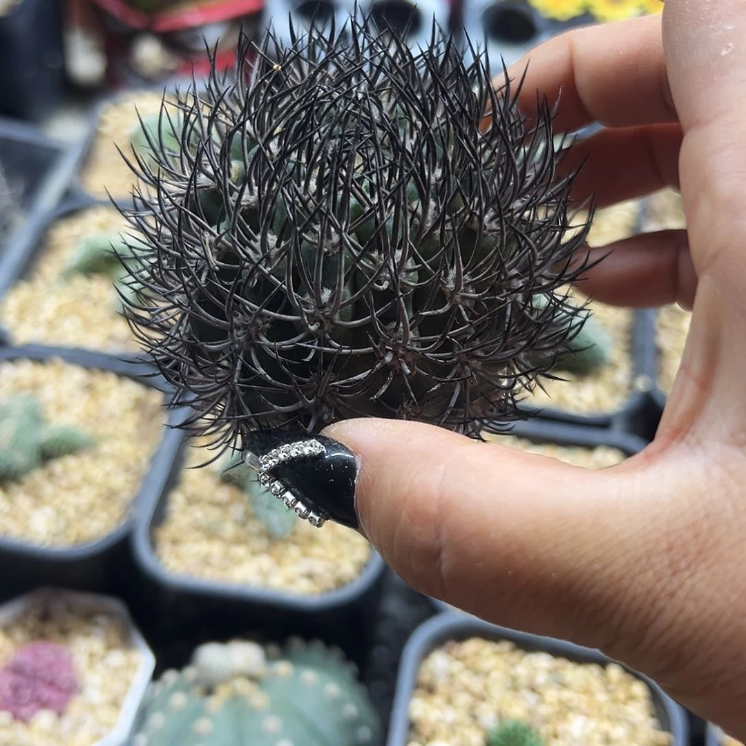 黑刺逆豹有根仙人球1111111